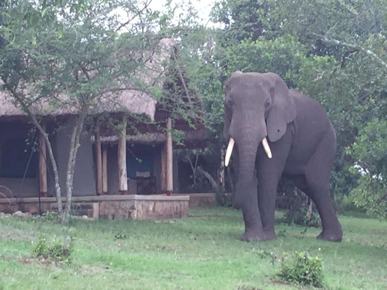 Queen Elizabeth Bush Lodge By Nature Lodges Ltd Katunguru Eksteriør bilde